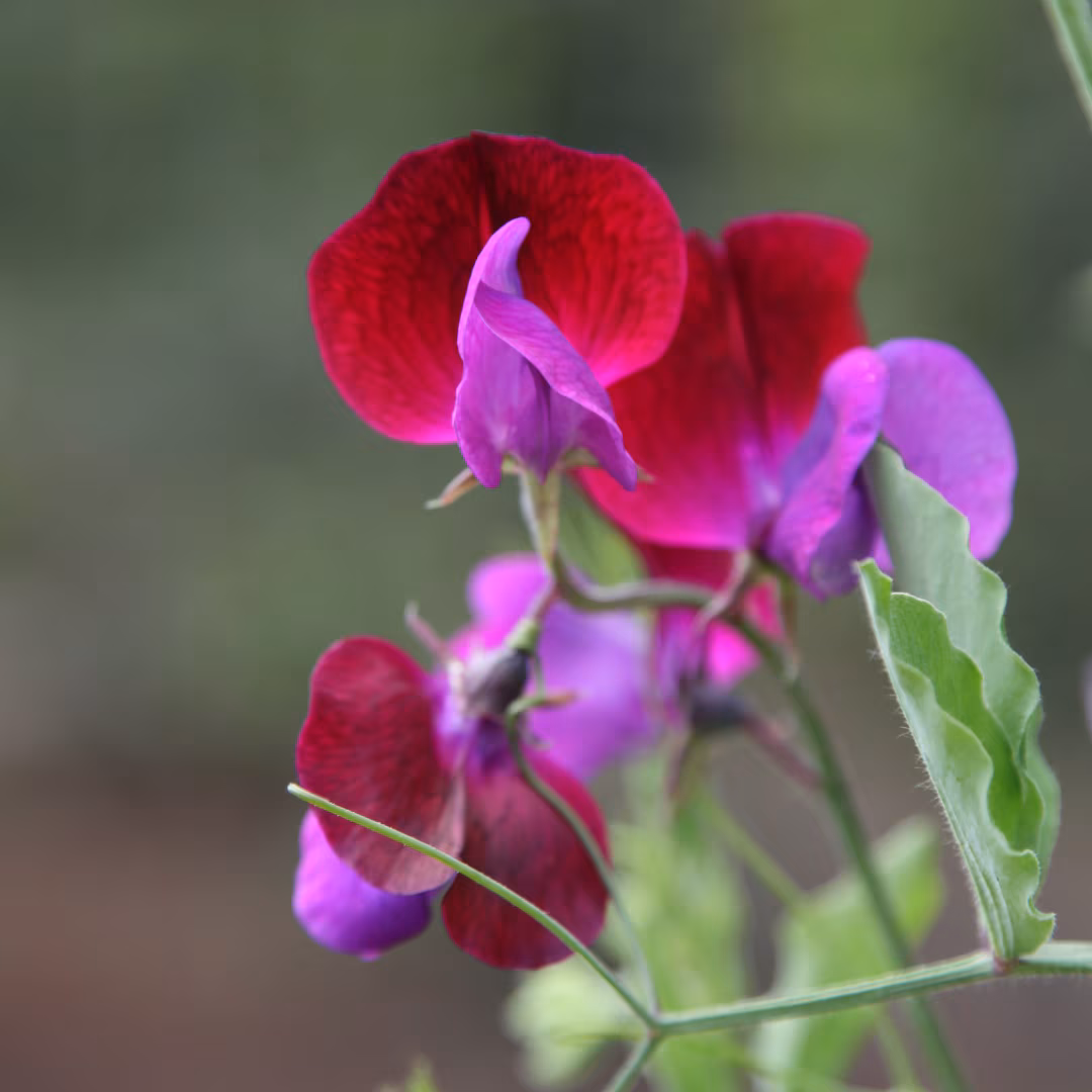 Lathyrus odoratus 'Matucana'